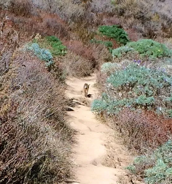 Green coastal scrub on the hillside above the sea
