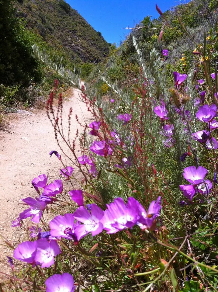 Magenta ice plant in bloom on the bluff above the ocean
