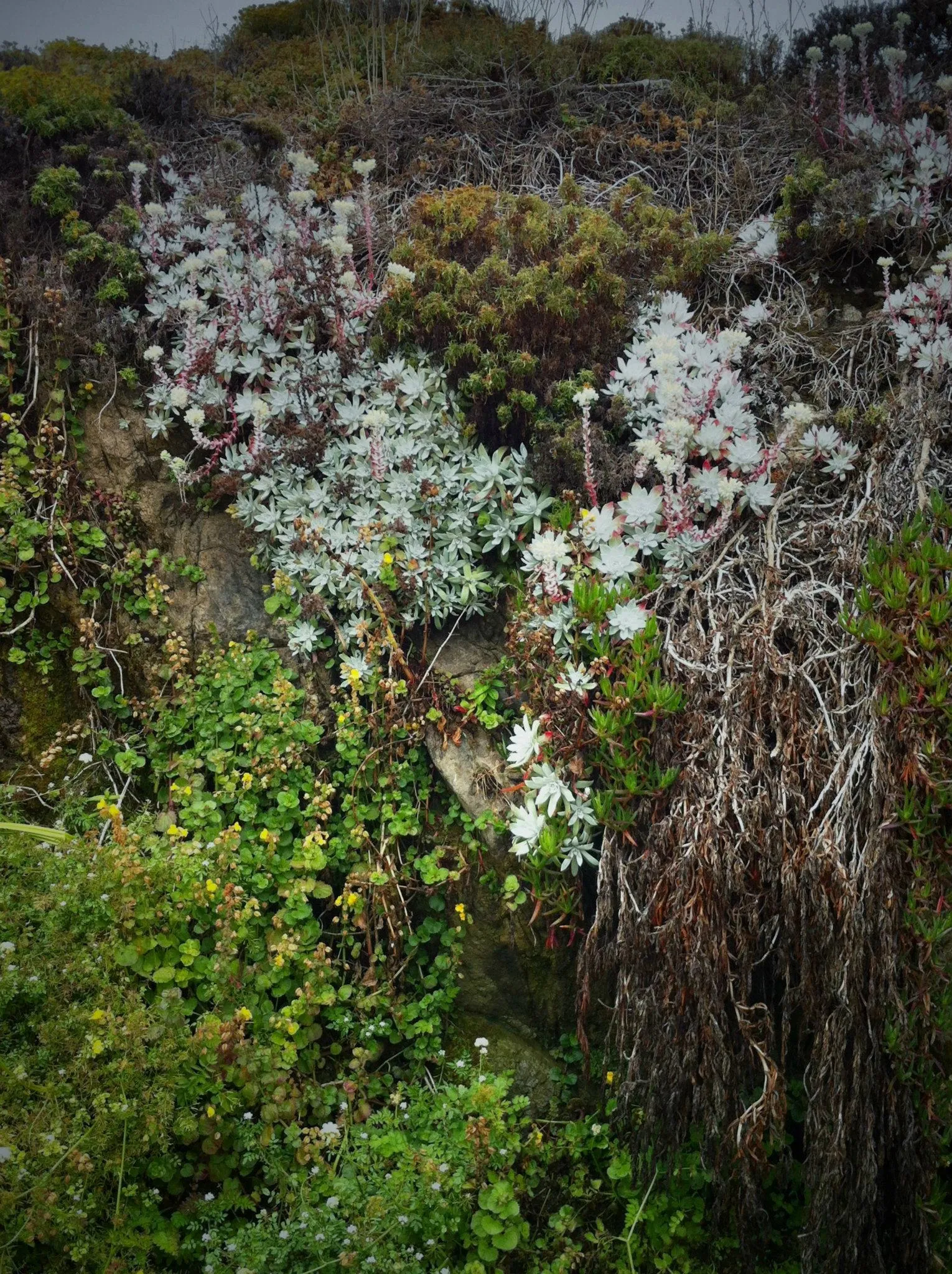 Wildflowers on a green spring slope at Garrapata