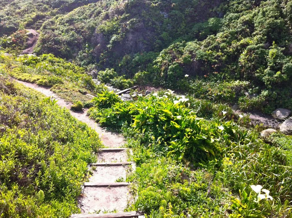 A footpath climbing a grassy coastal hillside at Garrapata